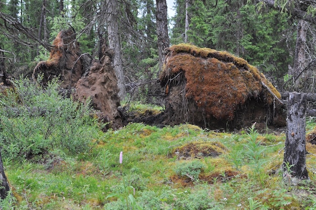 Wild taiga with fallen trees