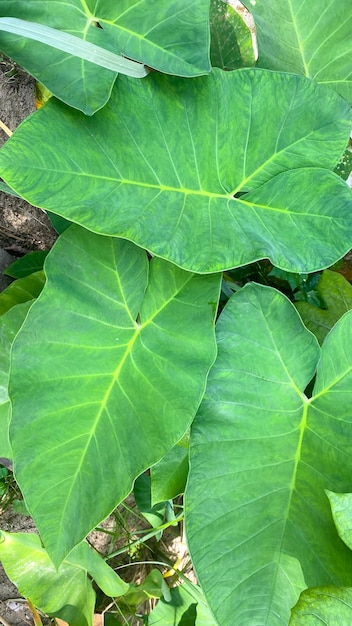 wild taro leaves Colocasia esculenta or Elephant ear water proof leaves the root known as Taro