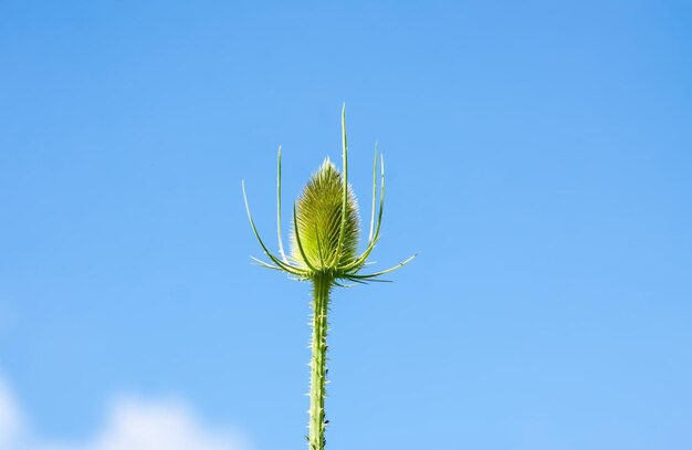 Wild Teasel Dipsacus fullonum plant