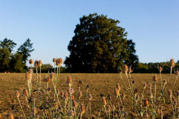 Wild Thistle in the french countryside