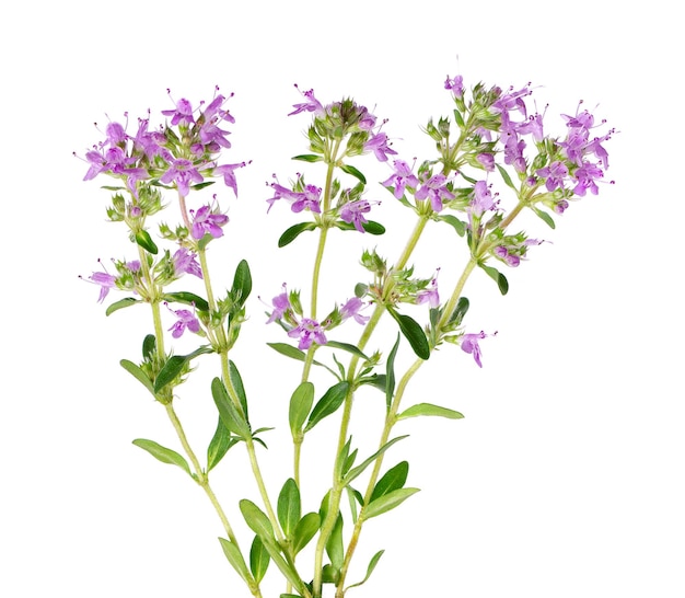 Wild thyme flowers isolated on white background Blooming sprigs of thymus serpyllum