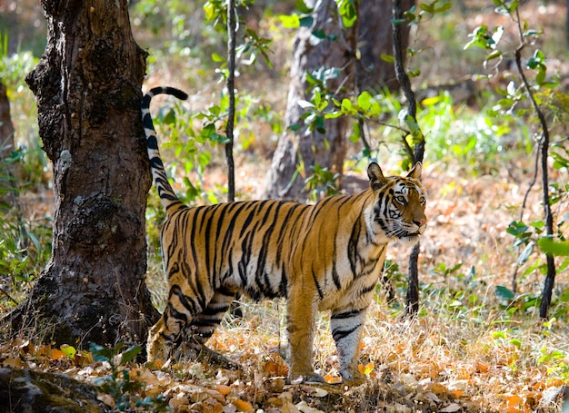 Wild tiger in the jungle India Bandhavgarh National Park 