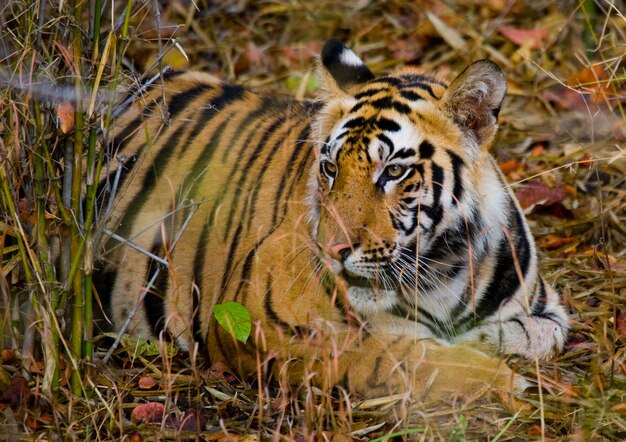 Photo wild tiger lying on the grass india bandhavgarh national park 