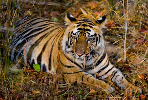 Wild tiger lying on the grass India Bandhavgarh National Park 