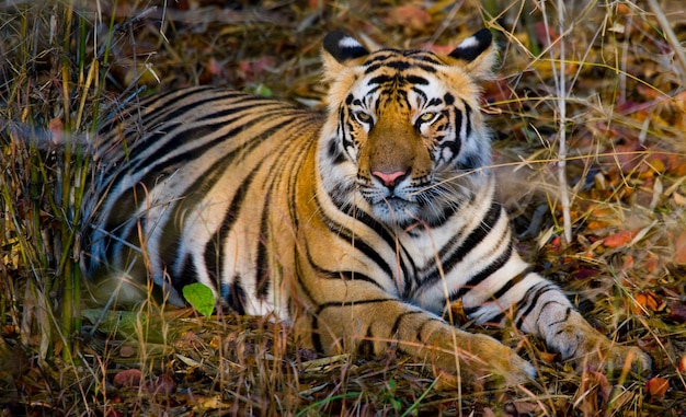 Wild tiger lying on the grass India Bandhavgarh National Park 