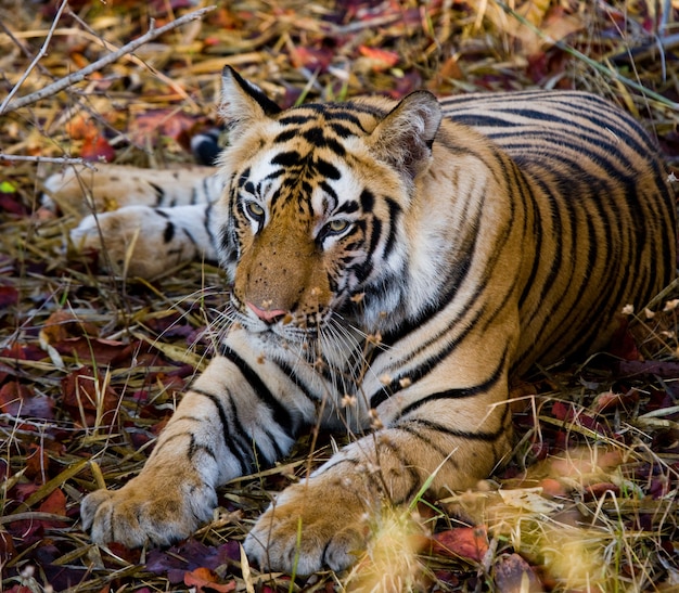 Wild tiger lying on the grass India Bandhavgarh National Park 