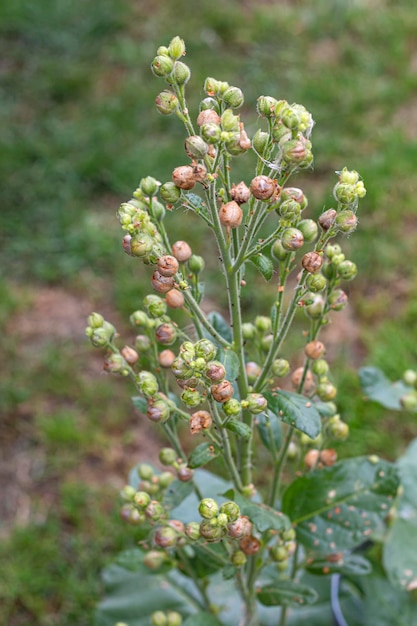 Wild tobacco seeds growing on a plant in naturecloseup