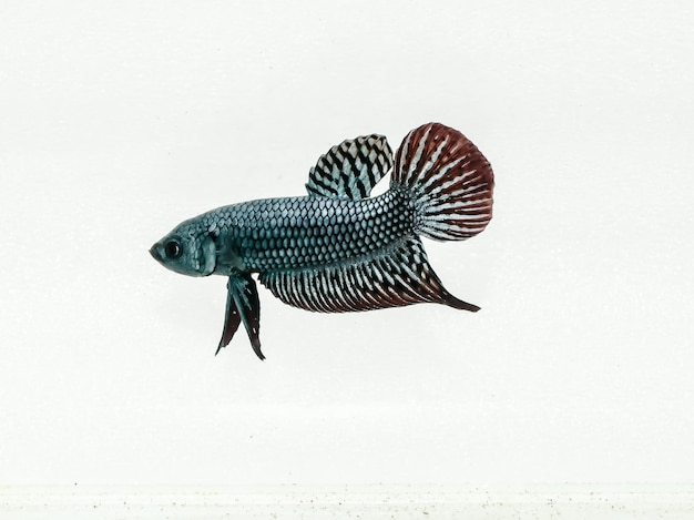 Photo wild type betta fish alien steel blue siamese fighting fish on isolated grey background