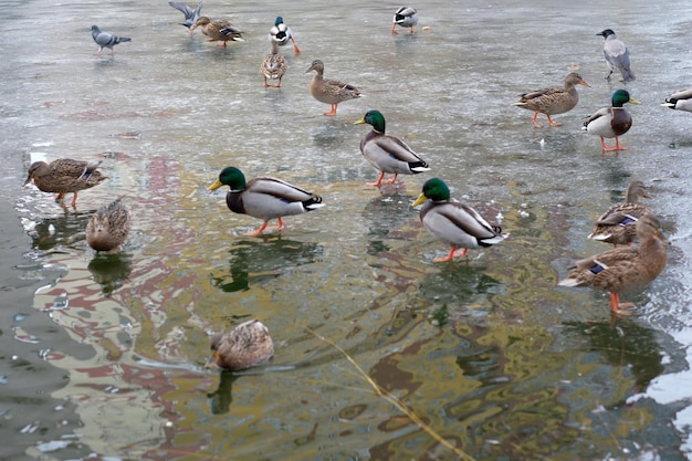 Wild urban birds on a freezing small lake