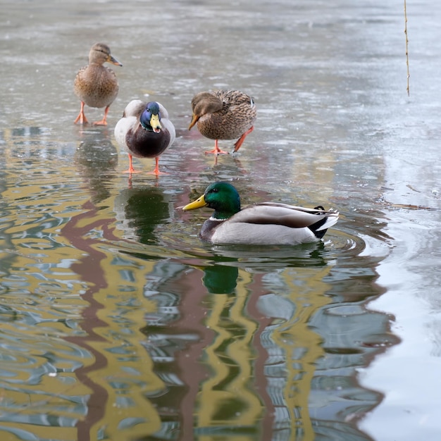 Wild urban birds on a freezing small lake