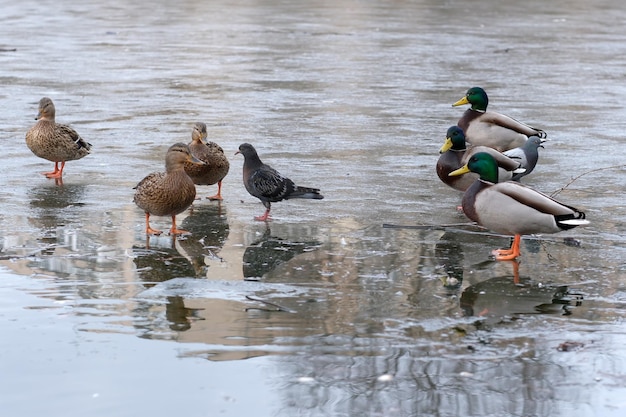 Wild urban birds on a freezing small lake