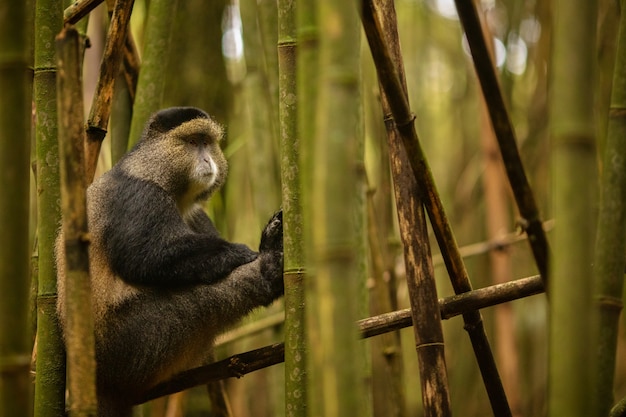 Wild and very rare golden monkey in the bamboo forest 