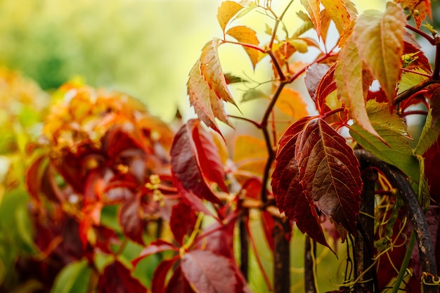 Wild vine, autumn red leaves in the sun