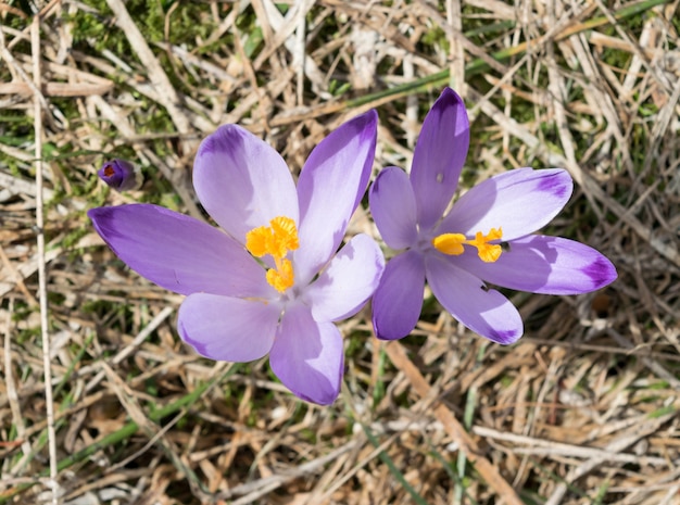 Wild Violet Croci or Crocus Sativus in Early Spring. Alpine Crocuses Blossom in Mountains. Spring landscape