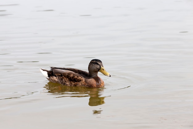 Wild waterfowl ducks in nature, ducks in their natural habitat, an area with a large number of lakes where ducks live