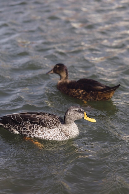 Wild waterfowl ducks swim on a clean lake on a sunny summer day in Russia