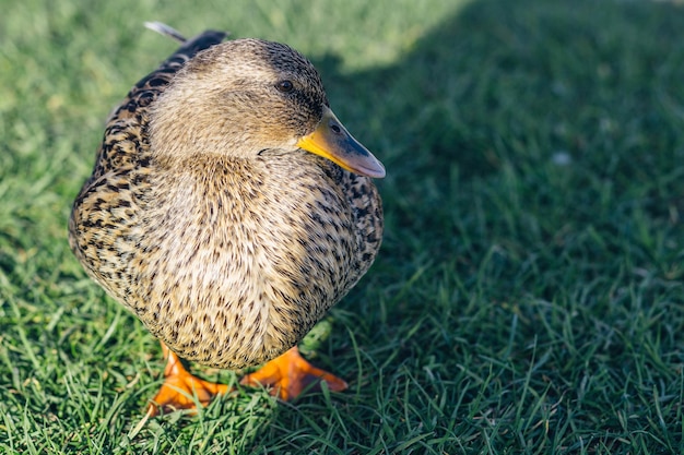 Wild waterfowl ducks swim on a clean lake on a sunny summer day