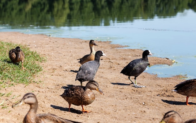 wild waterfowl ducks