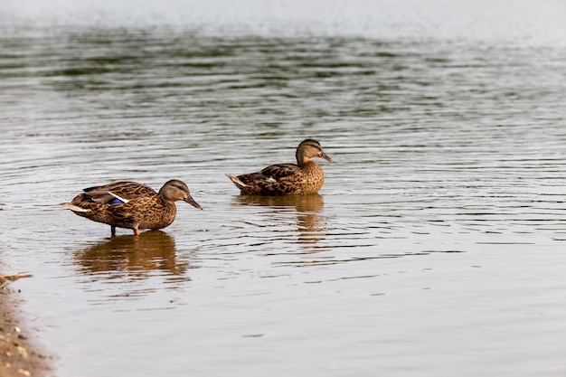 Wild waterfowl on the territory of lakes, ducks in the natural environment, wild ducks during recreation and hunting