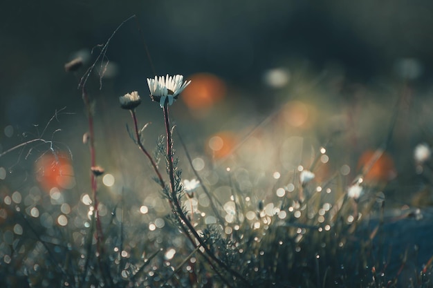 Wild wild daisies with morning dew in the forest at sunrise