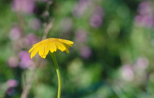 Wild yellow daisy with blurred background Copy space