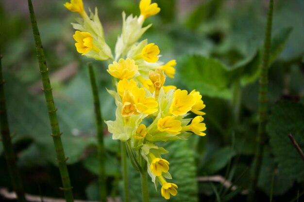 Wild yellow flower on grass background