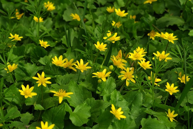 wild yellow flowers grow in the garden