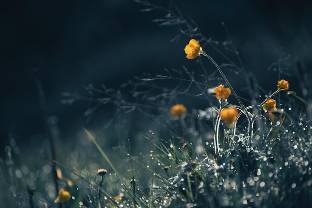 Wild yellow flowers with morning dew in the forest at sunrise