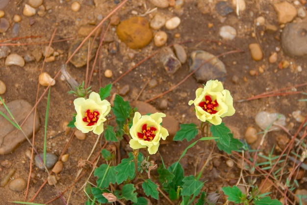 wild yellow and red rustic flowers blooming in spring