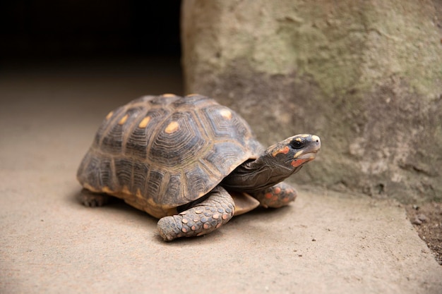 Wild young turtle Sulcata Geochelone Turtle Sulcata