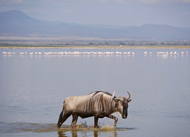 Wildebeest in Amboseli National Park