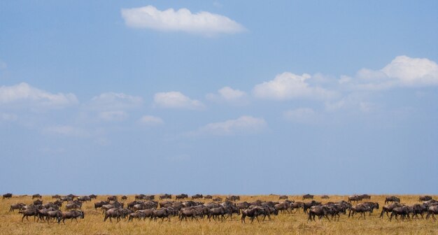 Wildebeest are following each other in the savannah. Great Migration. Kenya. Tanzania. Masai Mara National Park.