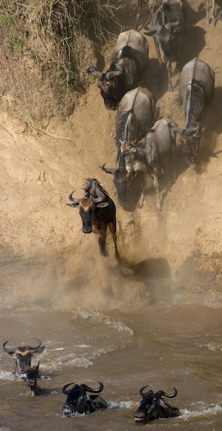 Wildebeest jumping into Mara River 