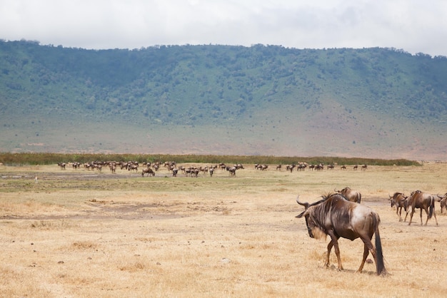 Wildebeest on Ngorongoro Conservation Area crater Tanzania