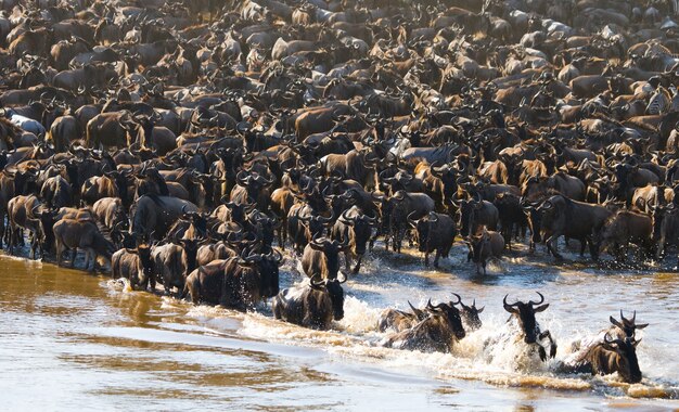 Photo wildebeests are crossing mara river