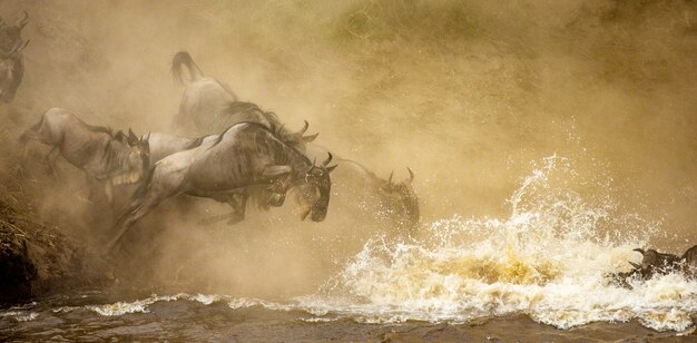 Wildebeests are jumping into the Mara river. Great Migration.