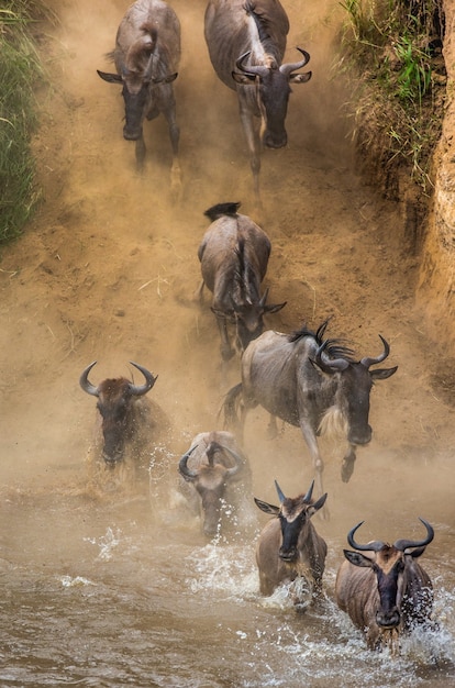 Wildebeests are jumping into the Mara river.