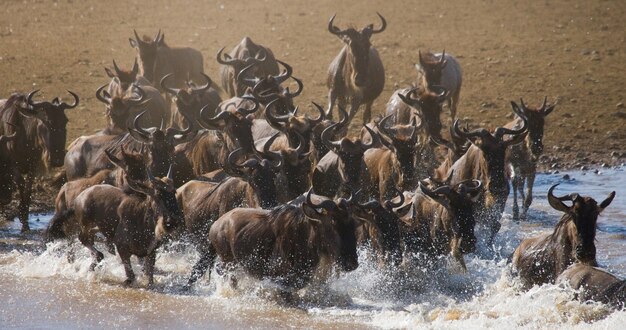 Wildebeests are runing to the Mara river. Great Migration. Kenya. Tanzania. Masai Mara National Park.