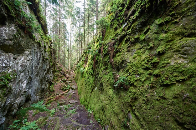 Wilderness landscape forest with rocks, fir trees and moss