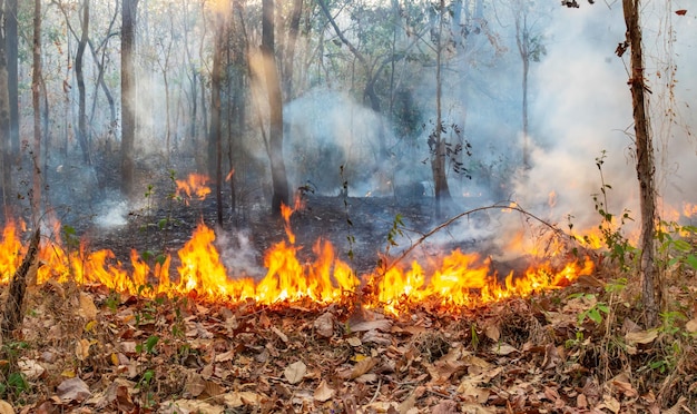 Wildfire disaster in tropical forest caused by human