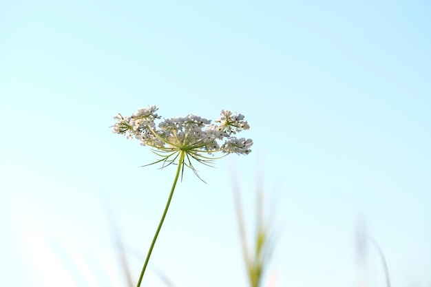 Wildflower on blue sky background