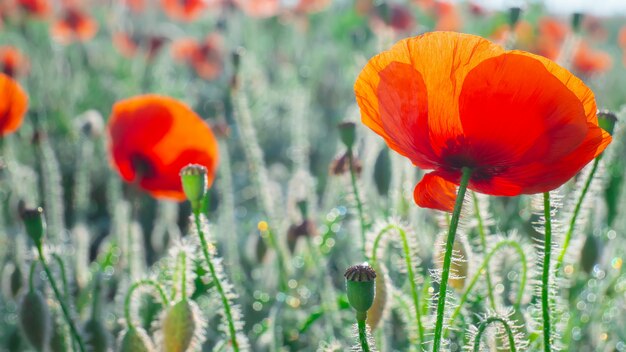 Photo wildflower poppy, against the blue sky