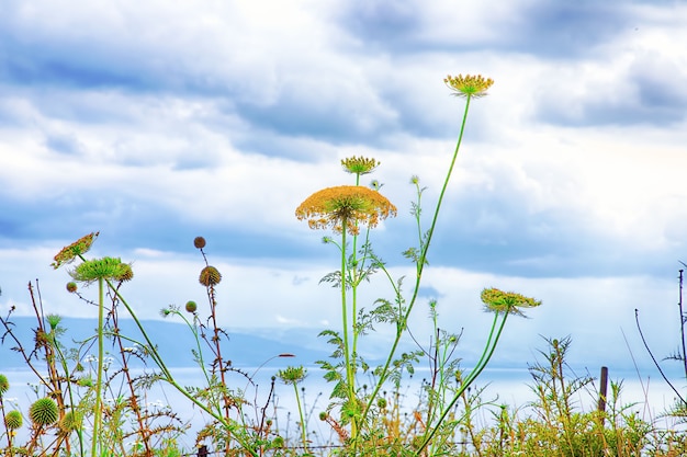 wildflowers against a blue sky and lake