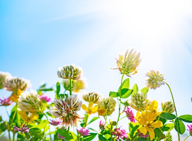 Photo wildflowers against a blue sky in sunny day