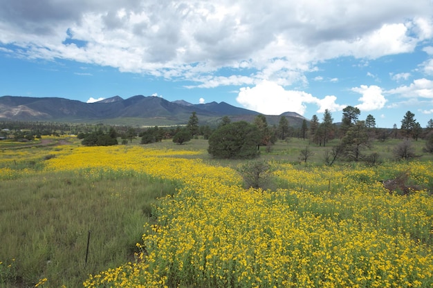 Wildflowers around Flagstaff Arizona