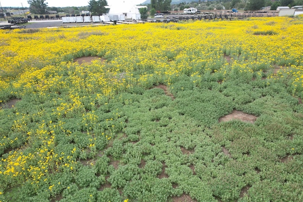 Wildflowers around Flagstaff Arizona