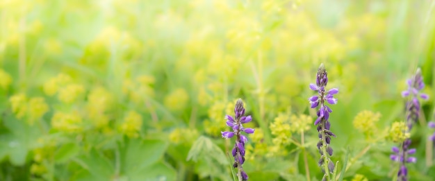 Wildflowers banner background close-up selective focus