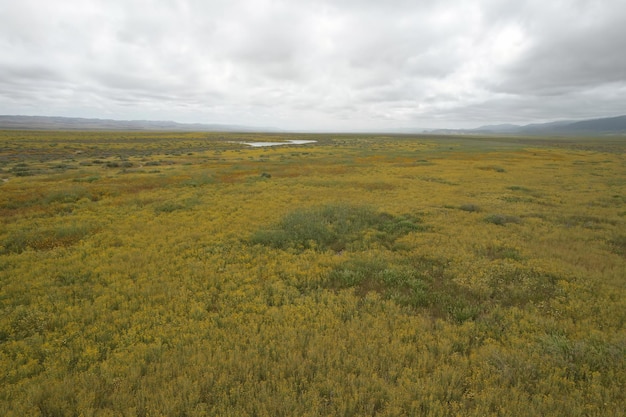 Wildflowers at Carrizo Plain National Monument and Soda lake