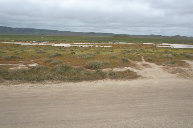 Wildflowers at Carrizo Plain National Monument and Soda lake