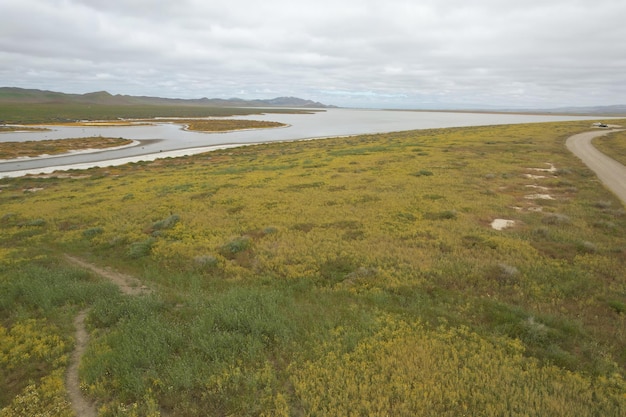 Wildflowers at Carrizo Plain National Monument and Soda lake